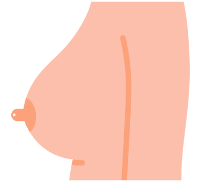 Breast Illustration