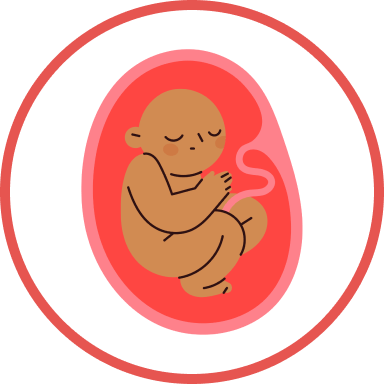 Developing foetus - 2nd trimester