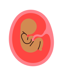 Foetus- month 3