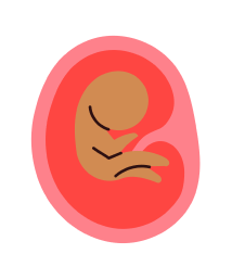 Foetus - month 2