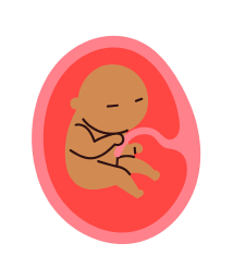 Foetus- month 4