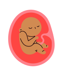 Foetus - month 5