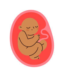 Foetus - month 6