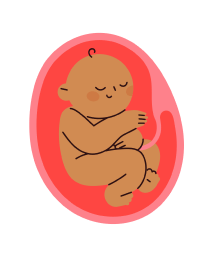 Foetus - month 8