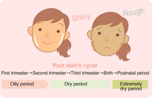 Illustration of the skin cycle from oily to extremely oily
